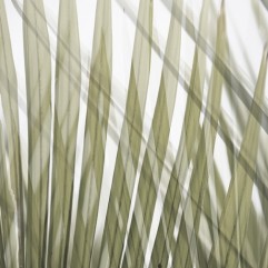 Lucy G - Nikau Fronds