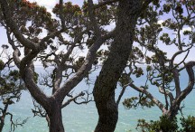 Lucy G - Shang ri la Full Colour