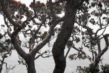 Lucy G - Shang ri la, no blue