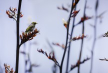 Lucy G - Silvereye on Flax, full colour