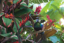 Lucy G - Tropical Paradise