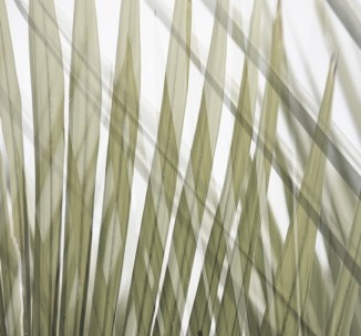 Lucy G - Nikau Fronds