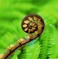 DG 207 600 - Fern Koru