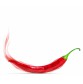 DG304_900 Chilli