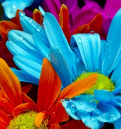 DG 1300 600 - Beautiful Flowers