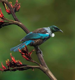 DG 1499 600 - Tui Paradise