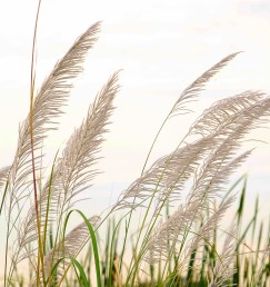 DG 1978 600 - Feathery Fronds