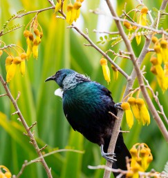DG 1986 600 - Kowhai Tui
