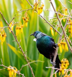 DG 1986 Kowhai Tui 900