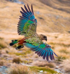 DG 1990 600 - Mt Cook Kea