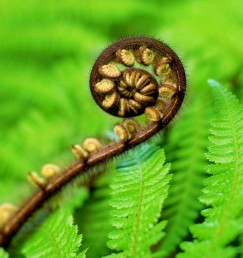 DG 207 600 - Fern Koru