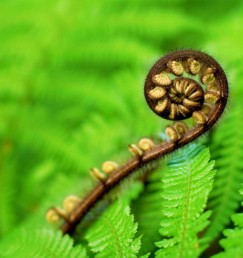 DG 207 Fern Koru 900