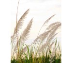 DG 1978 - Feathery Fronds 750H x 600W  Feathery Fronds