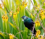 DG 1986 - Kowhai Tui 750H x 900W Kowhai Tui