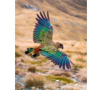 DG 1990 - Mt Cook Kea 750H x 600W Mt Cook Kea