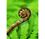 DG 207 - Koru 750H x 600W  Koru