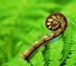 DG 207 - Koru 750H x 900W  Koru