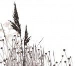 DG 212 - Toi Toi Frappacino 750H x 900W Toi toi Frappacino