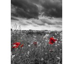 DG 267 - Red Flowers 750H x 600W Red Flowers