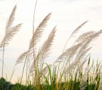 DG 1978 - Feathery Fronds 750H x 900W  Feathery Fronds