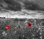 DG 267 - Red Flowers 750H x 900W Red Flowers